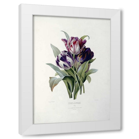 Tulips White Modern Wood Framed Art Print by Redoute, Pierre Joseph