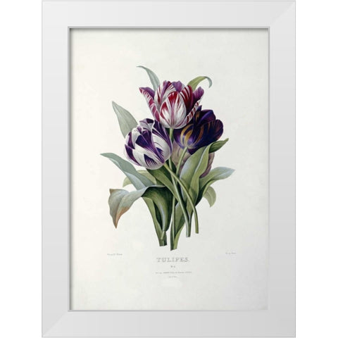 Tulips White Modern Wood Framed Art Print by Redoute, Pierre Joseph