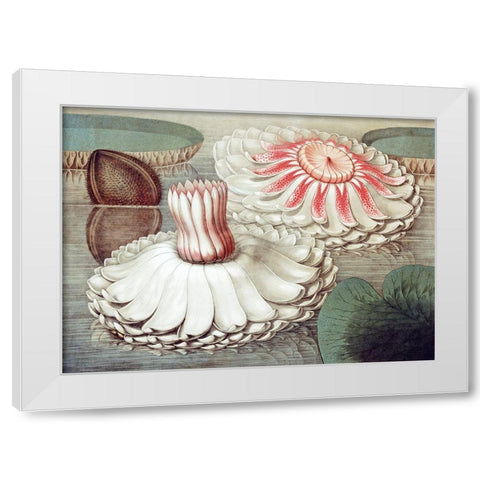 Victoria Regia White Modern Wood Framed Art Print by Sharp, William