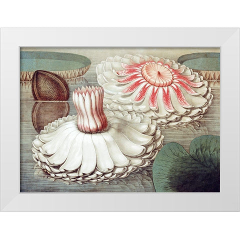 Victoria Regia White Modern Wood Framed Art Print by Sharp, William