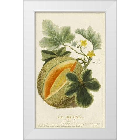 Melo Vulgaris White Modern Wood Framed Art Print by Aubry, Jean