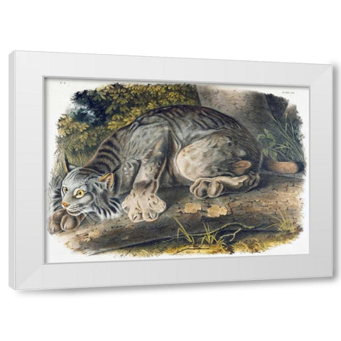 Canada Lynx White Modern Wood Framed Art Print by Audubon, John James