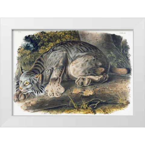 Canada Lynx White Modern Wood Framed Art Print by Audubon, John James