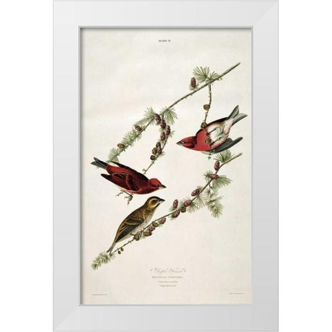 Purple Finch White Modern Wood Framed Art Print by Audubon, John James