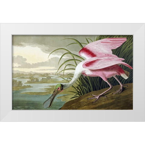 Roseate Spoonbill White Modern Wood Framed Art Print by Audubon, John James
