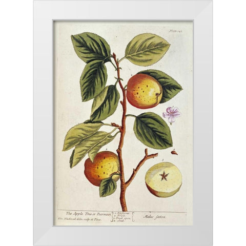 Apple Tree White Modern Wood Framed Art Print by Blackwell, Elizabeth