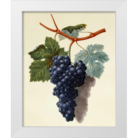Black Muscadine Grapes White Modern Wood Framed Art Print by Brookshaw, George