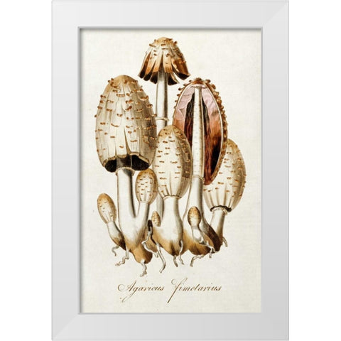 Egg Mushroom White Modern Wood Framed Art Print by Curtis, William