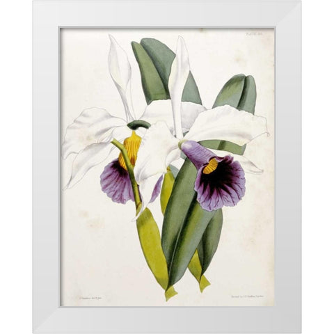 Lily White Modern Wood Framed Art Print by Curtis, William