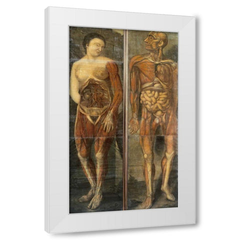 Anatomical Drawings of Male and Female Figures White Modern Wood Framed Art Print by Dagoty, Jacques Fabian Gautier