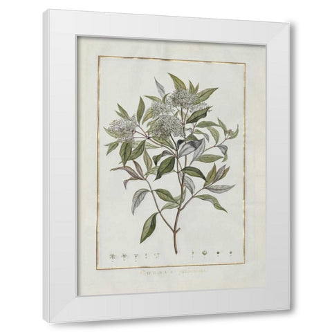 Cornus White Modern Wood Framed Art Print by Lheritier De Brutelle, Charles-Louis