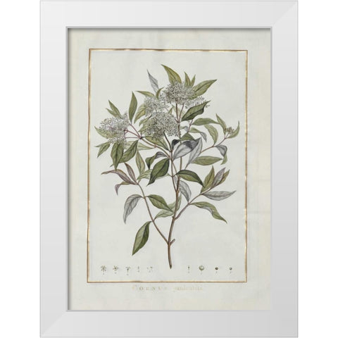 Cornus White Modern Wood Framed Art Print by Lheritier De Brutelle, Charles-Louis