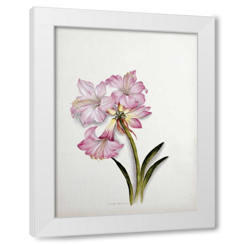 Amaryllis Belladonna White Modern Wood Framed Art Print by Dixie, Ethel May