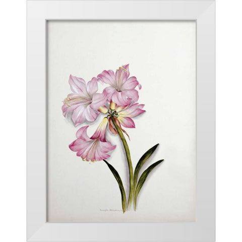 Amaryllis Belladonna White Modern Wood Framed Art Print by Dixie, Ethel May