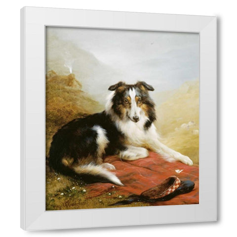 A Collie, The Guardian of The Flock White Modern Wood Framed Art Print by Douglas, Edwin