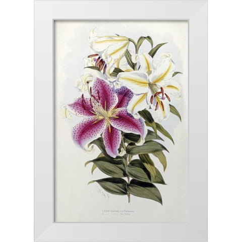 A Monograph of The Genus Lilium White Modern Wood Framed Art Print by Elwes, Henry John