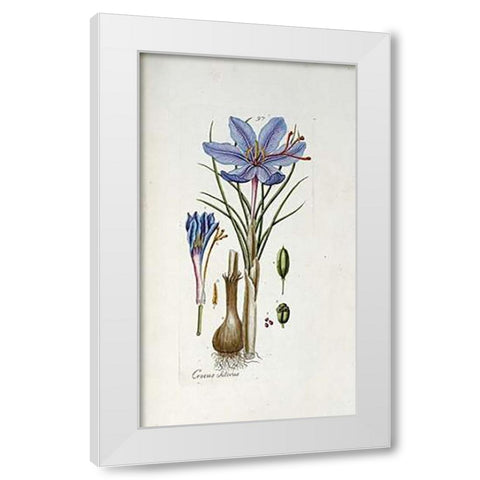 Crocus Sativus White Modern Wood Framed Art Print by Happe, Andreas Friedrich