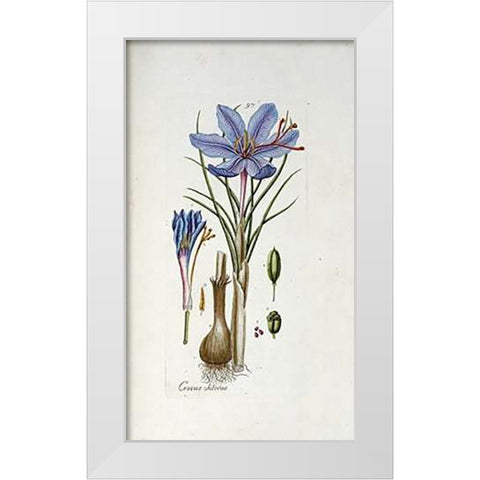 Crocus Sativus White Modern Wood Framed Art Print by Happe, Andreas Friedrich