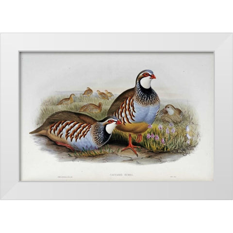 Red Legged Partridges White Modern Wood Framed Art Print by Glover, John