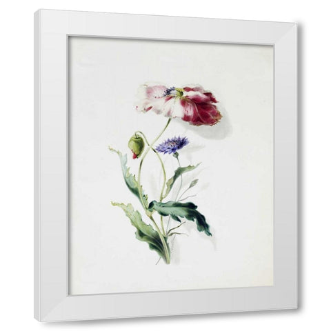A Scarlet Poppy and a Cornflower White Modern Wood Framed Art Print by Holland, Thomas