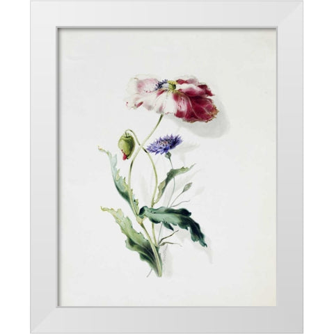 A Scarlet Poppy and a Cornflower White Modern Wood Framed Art Print by Holland, Thomas