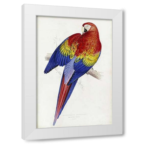 Red and Yellow Maccaw White Modern Wood Framed Art Print by Lear, Edward