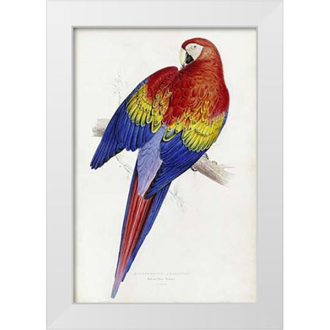 Red and Yellow Maccaw White Modern Wood Framed Art Print by Lear, Edward
