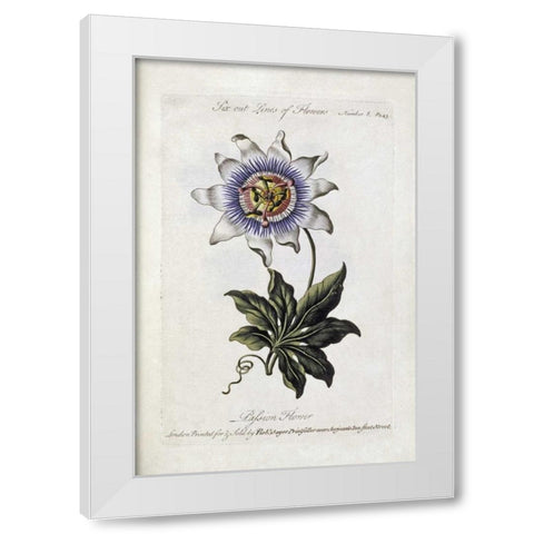 Passion Flower White Modern Wood Framed Art Print by Parkinson, Thomas