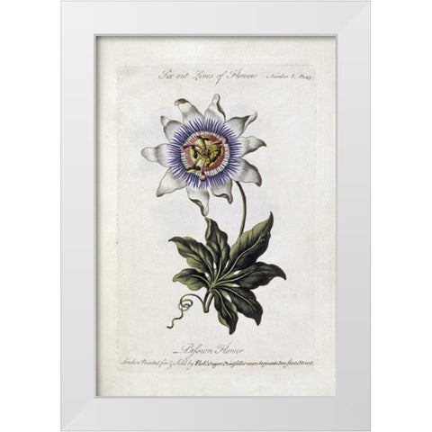Passion Flower White Modern Wood Framed Art Print by Parkinson, Thomas
