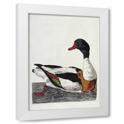 Hand Colored Engraving of a Duck White Modern Wood Framed Art Print by Pennant, Thomas