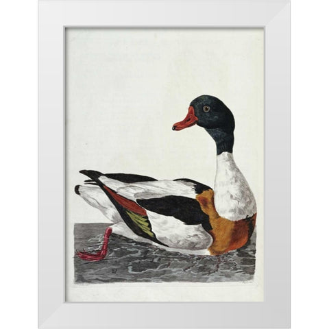 Hand Colored Engraving of a Duck White Modern Wood Framed Art Print by Pennant, Thomas