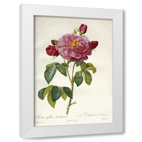 Les Duchess DOrleans Rose White Modern Wood Framed Art Print by Redoute, Pierre Joseph