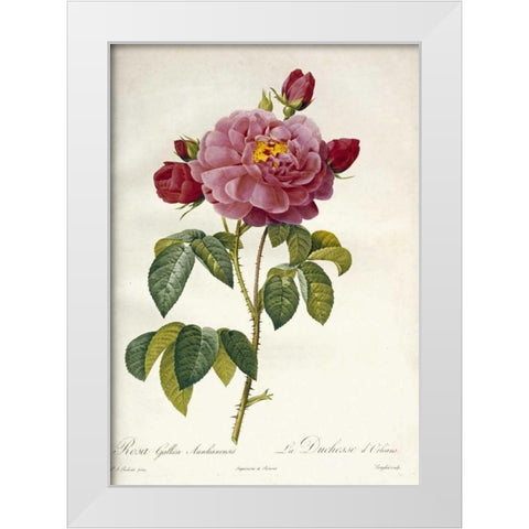 Les Duchess DOrleans Rose White Modern Wood Framed Art Print by Redoute, Pierre Joseph
