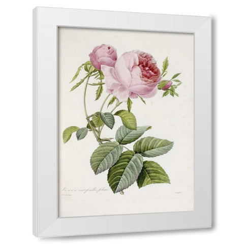 Rose White Modern Wood Framed Art Print by Redoute, Pierre Joseph