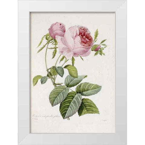 Rose White Modern Wood Framed Art Print by Redoute, Pierre Joseph
