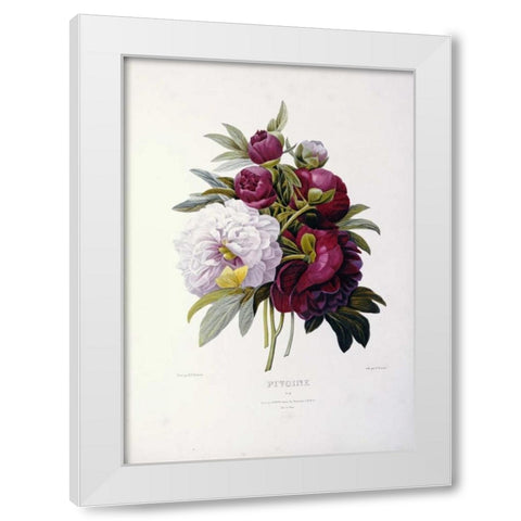 Peonies White Modern Wood Framed Art Print by Redoute, Pierre Joseph