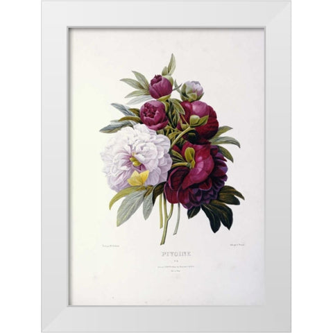 Peonies White Modern Wood Framed Art Print by Redoute, Pierre Joseph