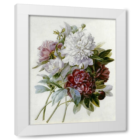 A Bouquet of Red, Pink and White Peonies White Modern Wood Framed Art Print by Redoute, Pierre Joseph