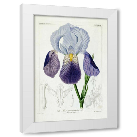 Bearded Iris White Modern Wood Framed Art Print by Reichenbach, H.G.L.