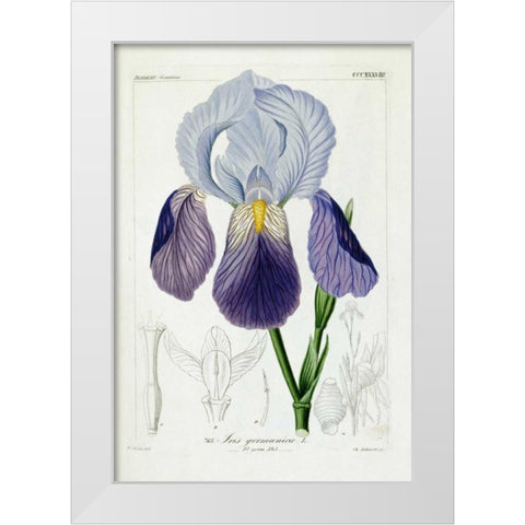 Bearded Iris White Modern Wood Framed Art Print by Reichenbach, H.G.L.