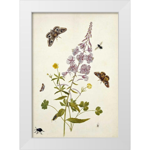 Rosebay Willowherb and Buttercups White Modern Wood Framed Art Print by Robins, Thomas Jr.