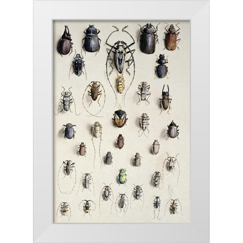 Thirty-Four Insects White Modern Wood Framed Art Print by Rowan, Marian Ellis