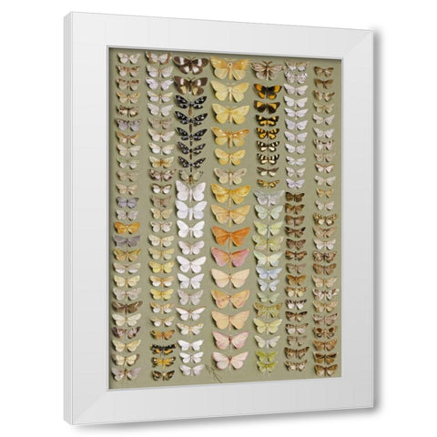 One Hundred and Fifty-Eight Moths White Modern Wood Framed Art Print by Rowan, Marian Ellis