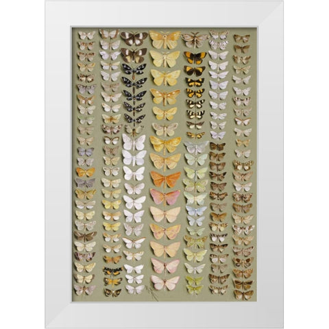 One Hundred and Fifty-Eight Moths White Modern Wood Framed Art Print by Rowan, Marian Ellis