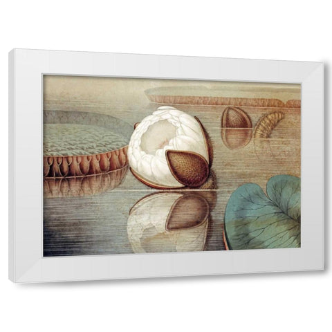 The Great Water Lily of America White Modern Wood Framed Art Print by Sharp, William