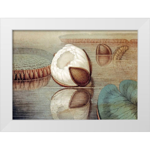 The Great Water Lily of America White Modern Wood Framed Art Print by Sharp, William