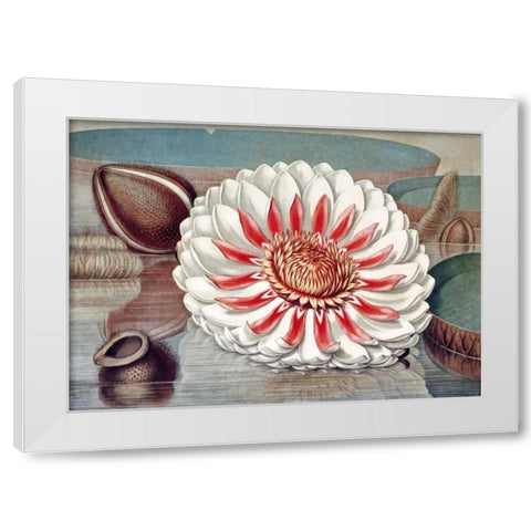 The Great Water Lily of America - Complete Bloom White Modern Wood Framed Art Print by Sharp, William