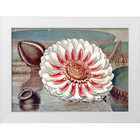 The Great Water Lily of America - Complete Bloom White Modern Wood Framed Art Print by Sharp, William