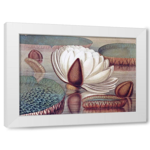 The Great Water Lily of America - Opening Flower White Modern Wood Framed Art Print by Sharp, William