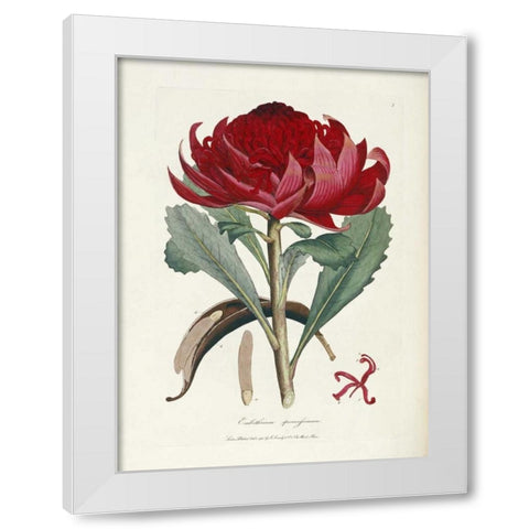 A Specimen of The Botany of New Holland White Modern Wood Framed Art Print by Smith, James Edward